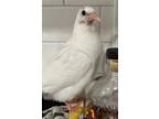 Adopt Popcorn a White Pigeon bird in San Francisco, CA (41531133)