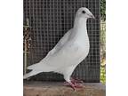 Adopt Orville a White Pigeon bird in San Francisco, CA (41531126)