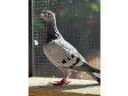 Adopt Appletini a Pigeon bird in San Francisco, CA (41531109)