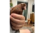 Adopt Speculoos a Pigeon bird in San Francisco, CA (41531102)