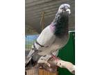 Adopt Pattwo a Pigeon bird in San Francisco, CA (41531002)