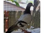Adopt Cascade w/ Peewee a Pigeon bird in San Francisco, CA (41531001)