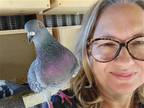 Adopt Rufus w/ Harper a Pigeon bird in San Francisco, CA (41531000)