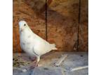 Adopt Phil a White Pigeon bird in San Francisco, CA (41530965)