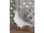 Adopt Sam w/Dumpling a White Pigeon bird in San Francisco, CA (41530955)