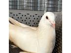 Adopt Farrah w/ Kismet a White Pigeon bird in San Francisco, CA (41531061)