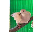 Adopt Breeze a Dove bird in San Francisco, CA (41531059)