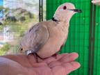 Adopt Florence a Dove bird in San Francisco, CA (41531057)