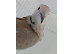 Adopt Cargo a Dove bird in San Francisco, CA (41531055)