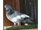Adopt Speckie a Pigeon bird in San Francisco, CA (41531054)