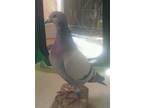 Adopt Parasol a Pigeon bird in San Francisco, CA (41531053)