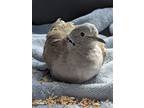 Adopt Bill a Dove bird in San Francisco, CA (41531052)