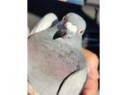 Adopt Harper w/ Rufus a Pigeon bird in San Francisco, CA (41531051)