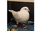 Adopt Snow w/ Daisy Duke a White Pigeon bird in San Francisco, CA (41531049)