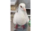 Adopt Thimble w/ Trevor a White Pigeon bird in San Francisco, CA (41531047)