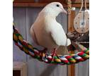 Adopt Pashmina a White Pigeon bird in San Francisco, CA (41531046)