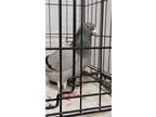 Adopt August a Pigeon bird in San Francisco, CA (41531044)