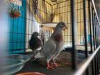 Adopt Beanie w/ Pidgy a Pigeon bird in San Francisco, CA (41531042)