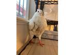 Adopt Ramesses w/Horace a White Pigeon bird in San Francisco, CA (41531041)