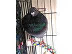 Adopt Spreckles w/ Ricky a Pigeon bird in San Francisco, CA (41531038)
