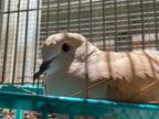 Adopt Fletcher a Dove bird in San Francisco, CA (41531037)