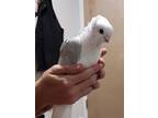 Adopt Daisy Duke w/ Snow a White Pigeon bird in San Francisco, CA (41531032)