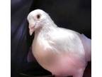 Adopt Delphi a White Pigeon bird in San Francisco, CA (41531030)