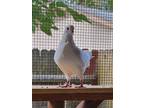 Adopt Bounty a White Pigeon bird in San Francisco, CA (41531029)