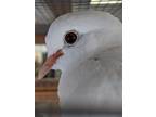 Adopt Larry Bird a White Dove bird in San Francisco, CA (41531028)