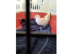 Adopt Argyle w/Skye a Orange Dove bird in San Francisco, CA (41531027)