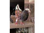 Adopt Nutmeg a Pigeon bird in San Francisco, CA (41531025)