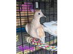 Adopt Sylvie a Dove bird in San Francisco, CA (41531023)