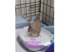 Adopt Piper a Dove bird in San Francisco, CA (41531022)