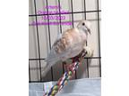 Adopt Artemis a Dove bird in San Francisco, CA (41531020)