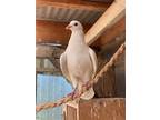 Adopt Trevor w/ Thimble a White Pigeon bird in San Francisco, CA (41531019)