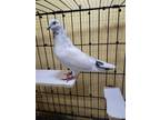 Adopt Angel w/ Lyric a Pigeon bird in San Francisco, CA (41531017)