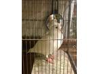 Adopt Sweetie w/ Gray a White Pigeon bird in San Francisco, CA (41531015)