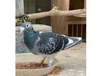 Adopt Charlotte a Pigeon bird in San Francisco, CA (41531013)