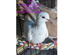 Adopt Fleek a Dove bird in San Francisco, CA (41531012)