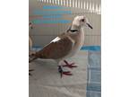 Adopt McDreamy a Dove bird in San Francisco, CA (41531010)