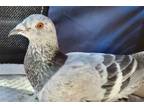 Adopt Peewee w/ Cascade a Pigeon bird in San Francisco, CA (41531006)