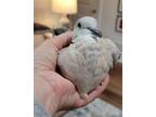 Adopt Eunice a Dove bird in San Francisco, CA (41531005)