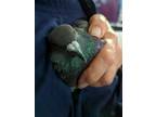 Adopt Zinnia a Pigeon bird in San Francisco, CA (41530997)