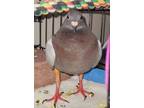 Adopt Razzle w/ Tooney a Pigeon bird in San Francisco, CA (41530992)