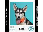 Adopt Ellie 051824 a Black - with White Husky / Mixed dog in Kimberton