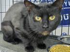 Adopt Gremlin a All Black Domestic Shorthair (short coat) cat in mishawaka