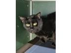 Adopt Eddie a All Black Domestic Shorthair (short coat) cat in mishawaka