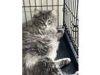 Adopt Trixie a Gray or Blue Domestic Longhair (long coat) cat in mishawaka