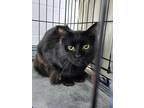 Adopt Smokey a All Black Domestic Mediumhair (long coat) cat in mishawaka