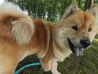 Adopt Mishka a Tan/Yellow/Fawn Chow Chow dog in mishawaka, IN (41531210)